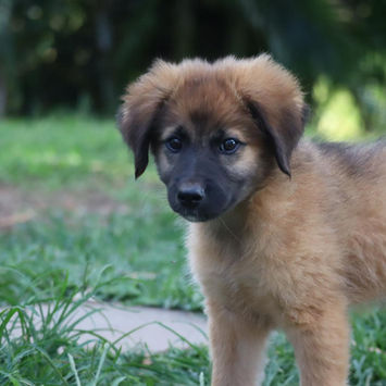 BISSAP, chien berger créole fauve masque noir à adopter debour dans l'herbe