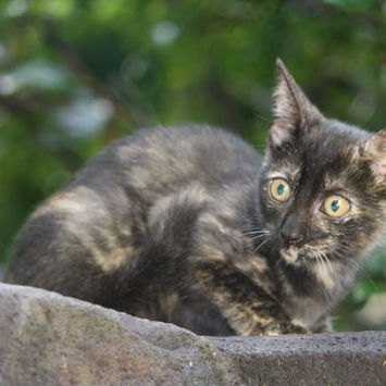 ASTRID, chatte européen à adopter. Découvrez notre association ZANG !