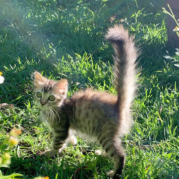 CHARLOTTE, chatte type européen à adopter. Découvrez notre association ZANG !