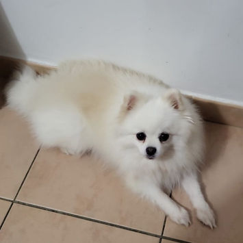 LINA, chienne spitz blanche à adopter, couchée sur du carrelage devant un mur, tête levée
