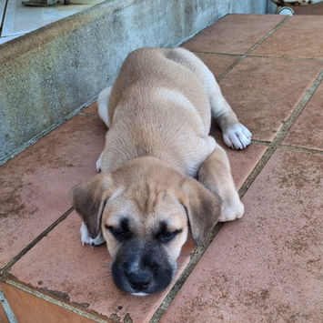 KLER, chienne berger créole fauve masque noir à adopter, couchée en extérieur sur du carrelage, dormant