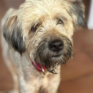 CHAPLIN, chien griffon créole à adopter. Découvrez notre association ZANG !