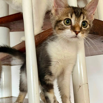 BARNABÉ, chat type européen tigré et blanc à adopter, debout entre les barreaux d'un escalier, à l'affût