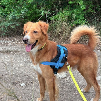 ROMEO, chien berger créole fauve à adopter, debout sur un chemin lors d'une promenade, portant un harnais bleu, queue relevée