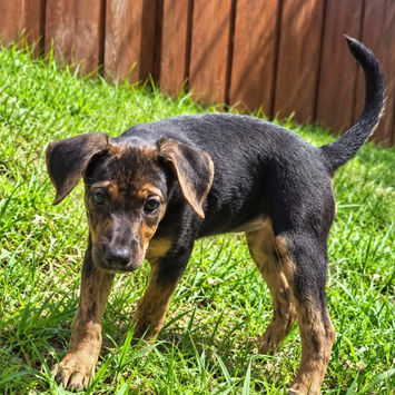 BELMA, chienne berger créole noire et feu à adopter, debout dans l'herbe