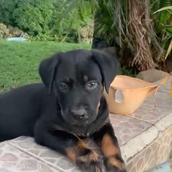 NEVIS, chien berger créole à adopter. Découvrez notre association ZANG !