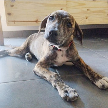 PIKA, chienne berger créole bringée plastron blanc à adopter, couchée sur du carrelage en intérieur, tête un peu penchée