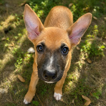 MARY, chienne berger créole fauve plastron blanc à adopter, debout dans l'herbe, oreilles dressées, regardant droit devant