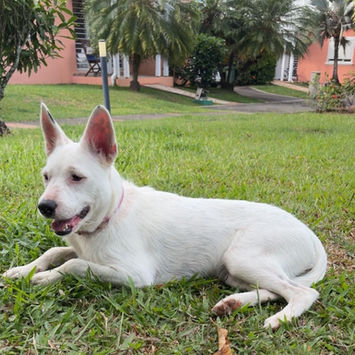 LOLA, chienne berger créole blanche à adopter, couchée dans l'herbe, de profil