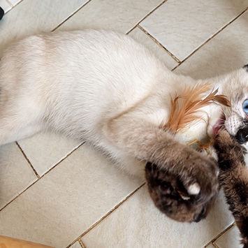 ELEA, chatte croisée siamois seal point à adopter, allongée au sol sur le côté gauche, en train de jouer avec un jeu pour chat
