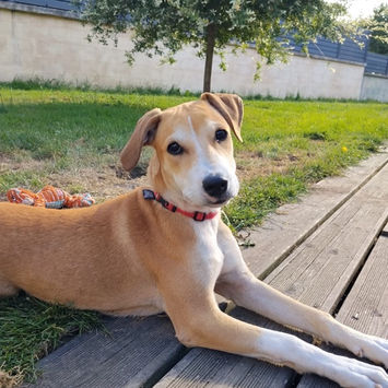 CARAMELA, chienne berger créole fauve et blanche à adopter, couchée sur une terrasse en bois, regardant sur le côté