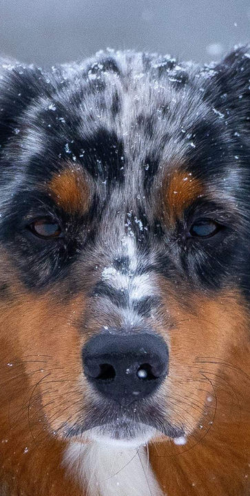 Portraitaufnahme eines Hundes im Winter