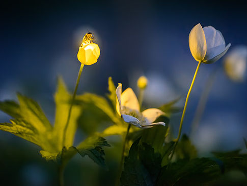 Firefly