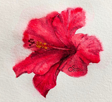Red hibiscus in watercolors tutorial on Patreon by SnehaColoursoft