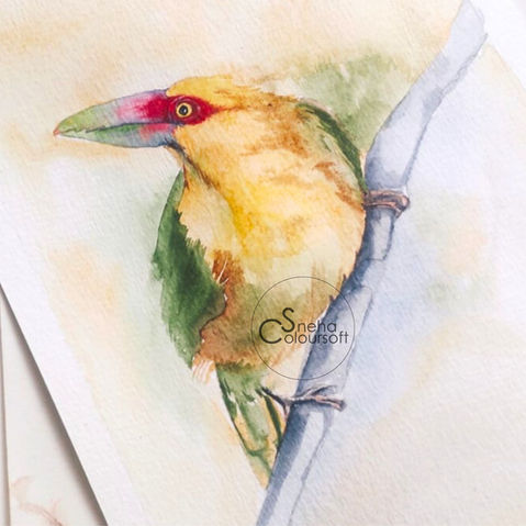 Saffron Toucanet in watercolors_Patreon Tutorial by SnehaColoursoft