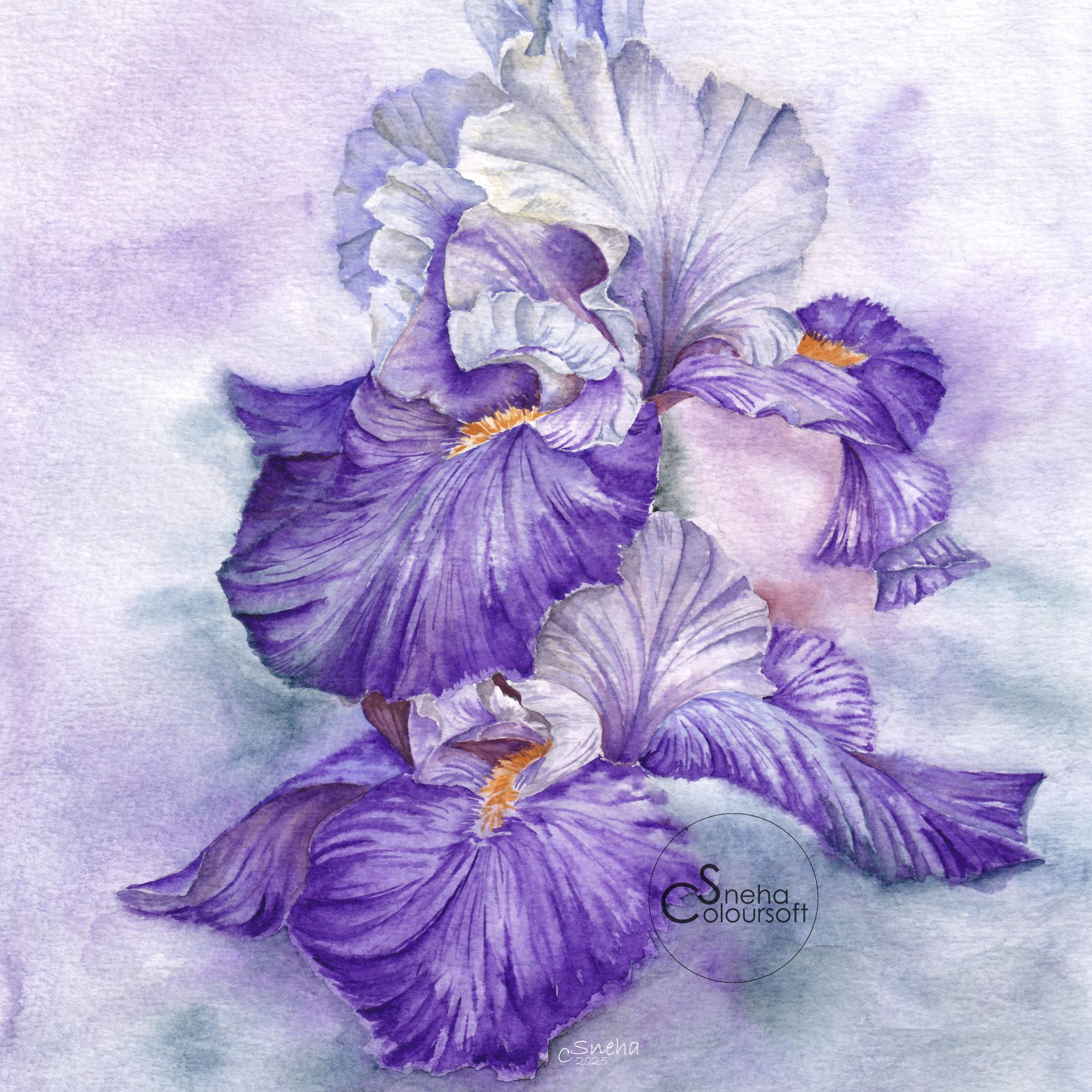 Purple Irises