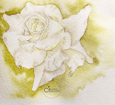 White rose in watercolors by Snehacoloursoft.jpg