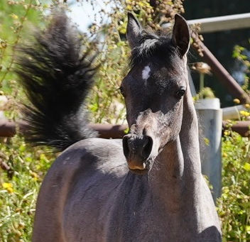 Polyvagal and Equine Psychotherapy: Nourishing the Ventral State in Nature