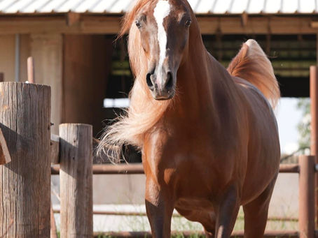 Azar: The Therapeutic Arabian Mare Bringing Calmness and DBT Skills to Therapy