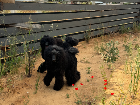 Human-Animal Interactions: A Neural Exercise for Better Health