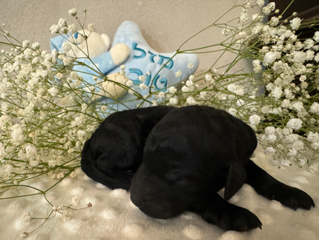 The Joy of Pets: How Our Furry Friends Enrich Our Lives