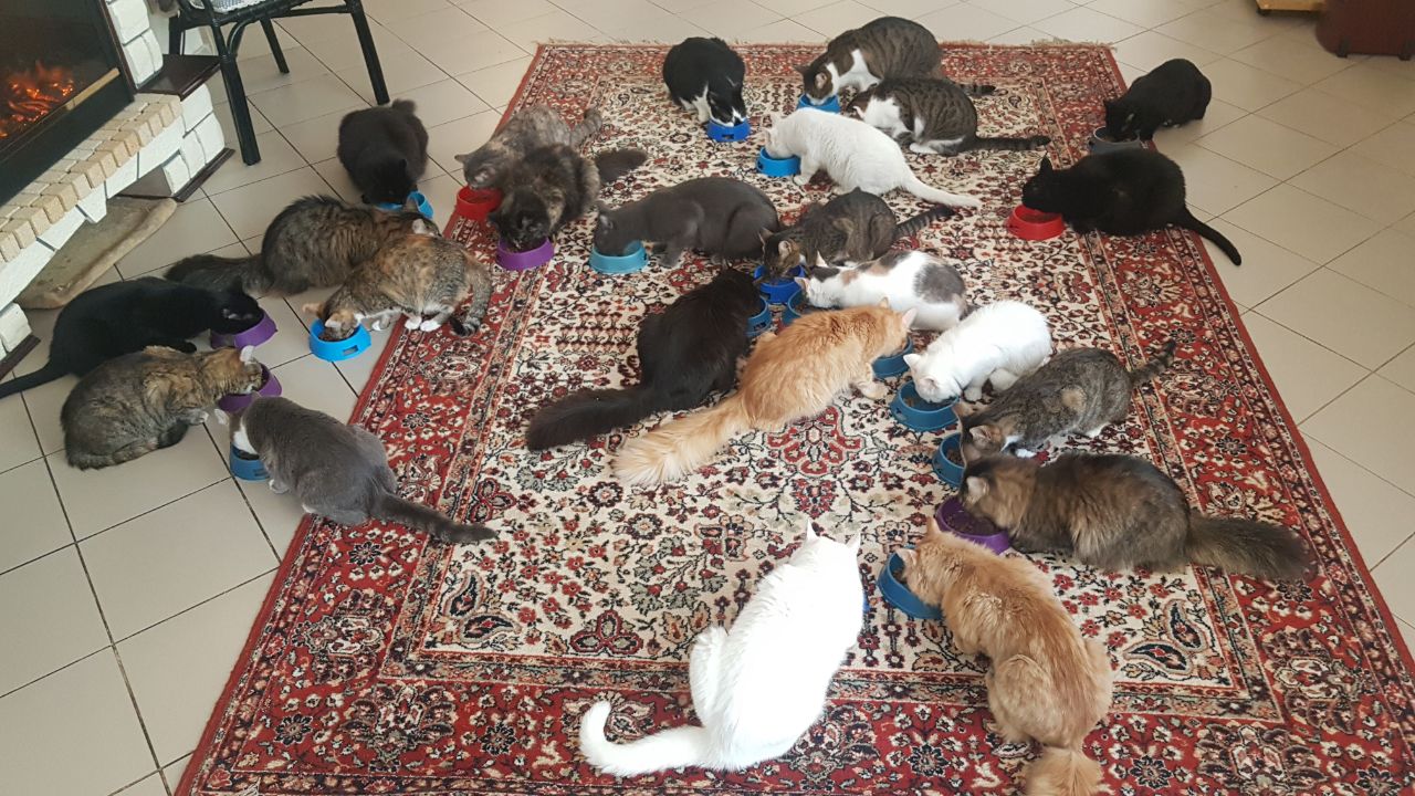 Котокафе "Котиссимо"