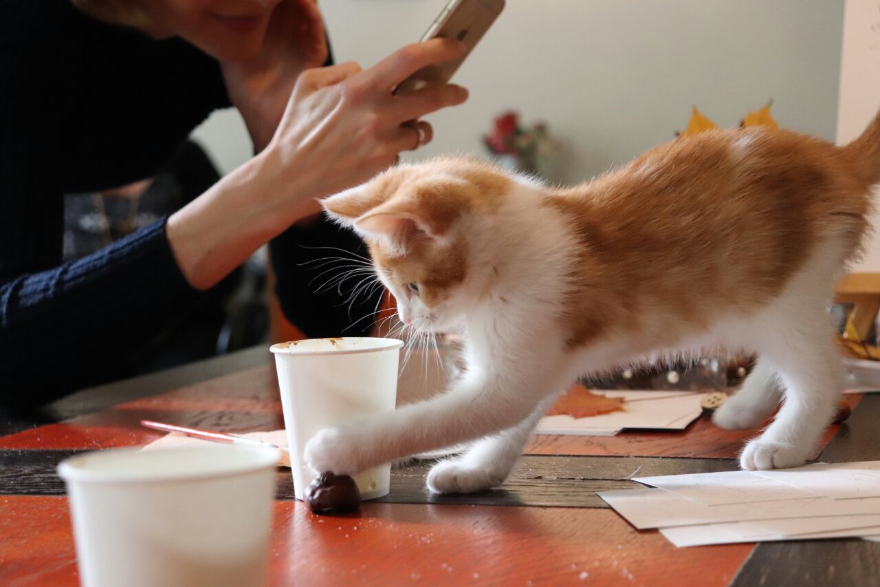 Котокафе "Котиссимо"