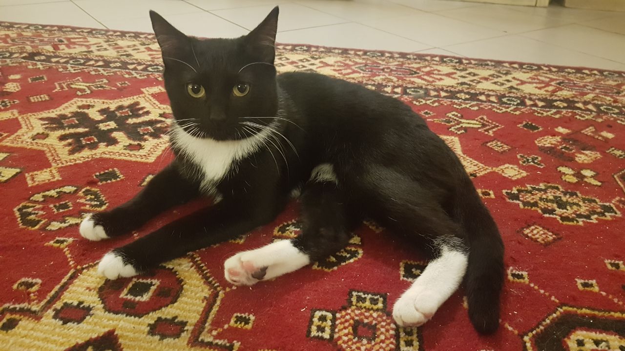Котокафе "Котиссимо"