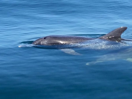 2 spotted dolphins swimming on surface of calm blue water