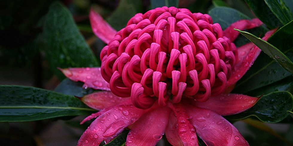 "Vibrant red Waratah flower in bloom, symbolising courage and resilience for Australian Bush Flower Essences."