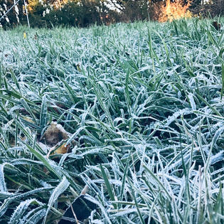 First frost