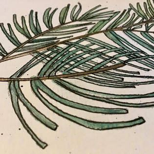 Sketch of Scots Pine branch