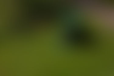 Residential vs. Commercial Lawn Care Services in Edmonton