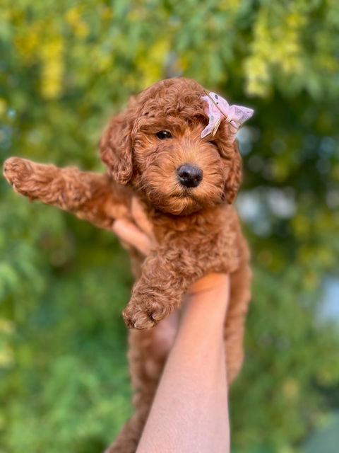 Coco