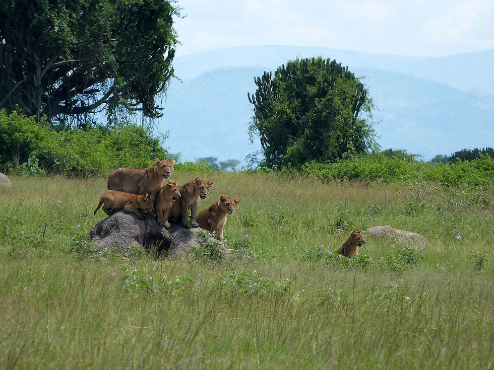 Pride of lions on a wildlife safari in Uganda tour.
