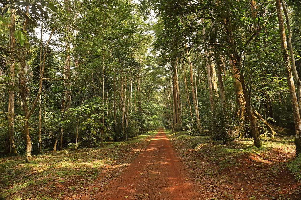 Dirt road through a lush forest on a Uganda Safari tours.