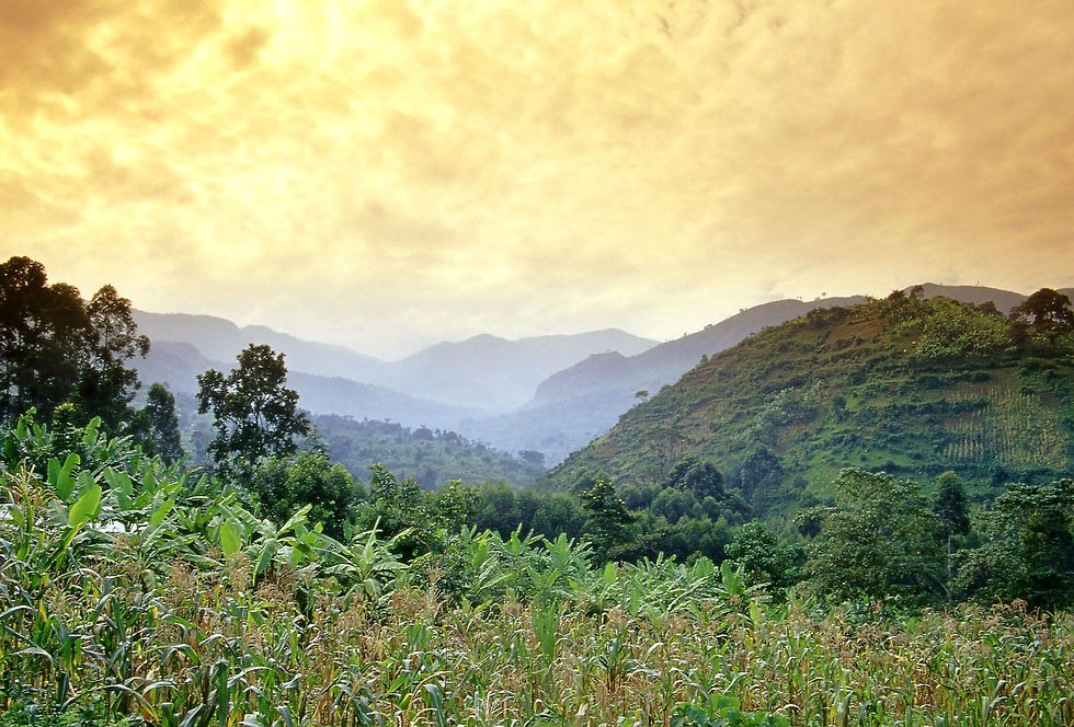Lush green hills during a Mount Elgon Adventure Safari.