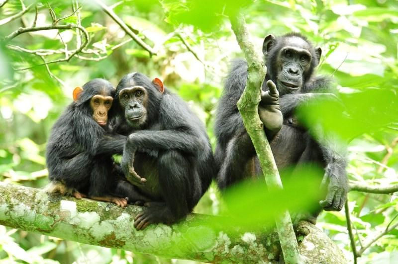 Three chimpanzees sitting on a tree branch in Uganda