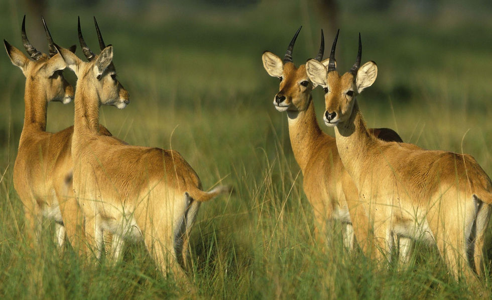 Uganda kobs in the wild on a Queen Elizabeth safari.
