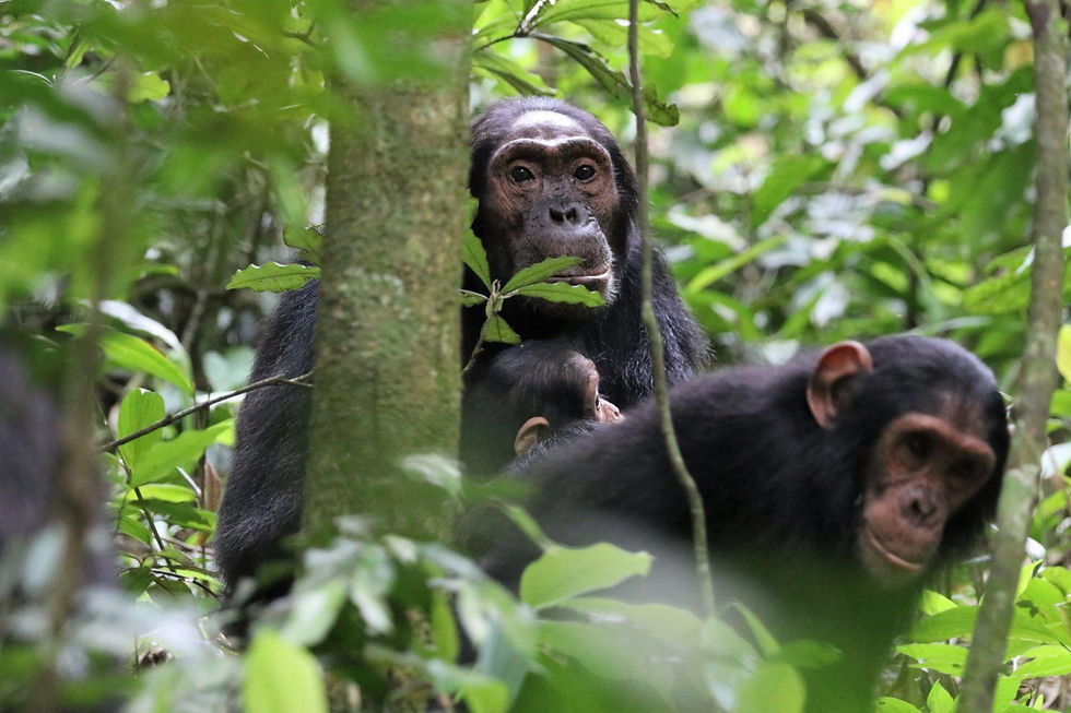 Chimpanzees in a lush forest during a Uganda wildlife safari.