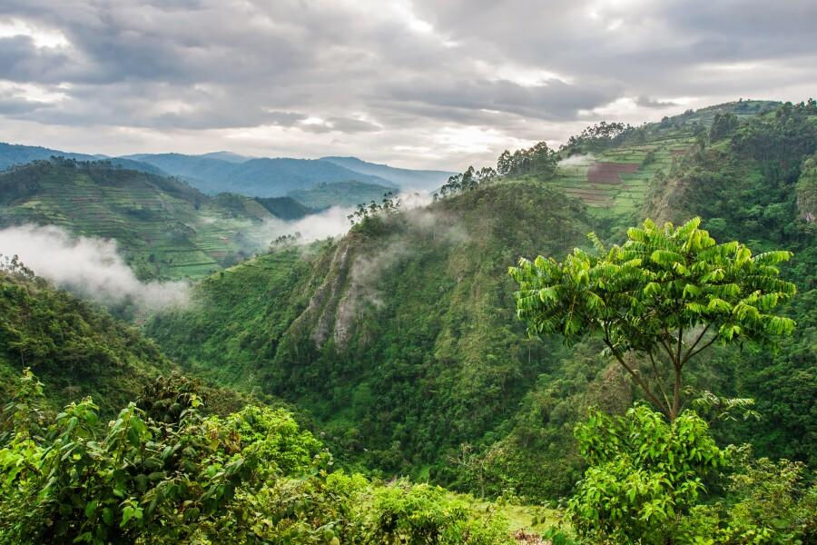 Lush misty hills on a Mgahinga Gorilla Safari in Uganda.