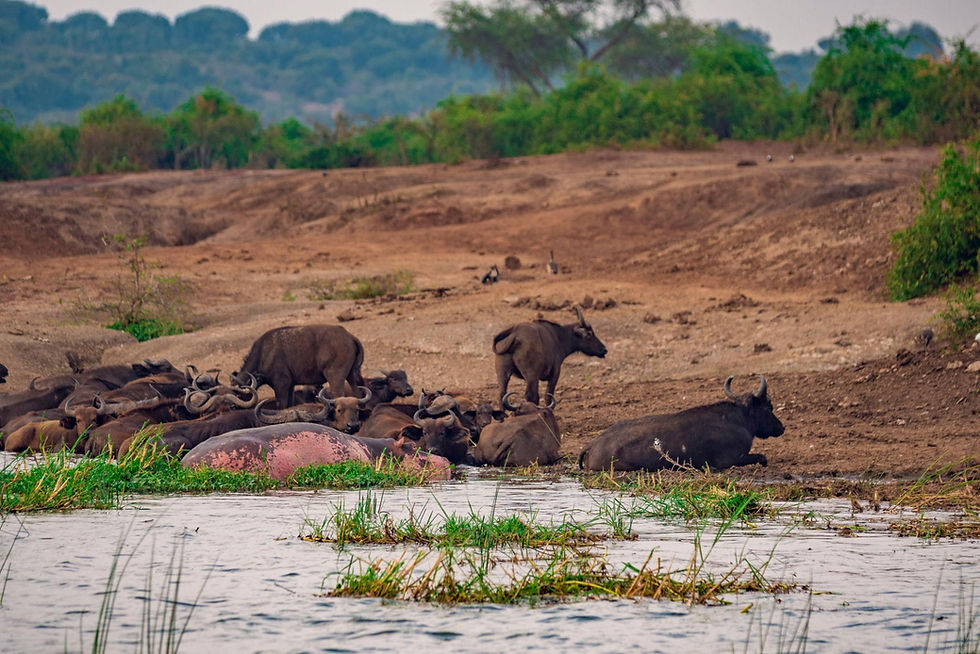Buffalo herd and hippo at the water's edge on a Wildlife Safari