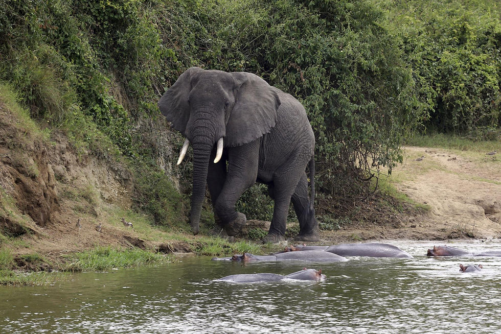 Elephant and hippos by the water on a Queen Elizabeth safari