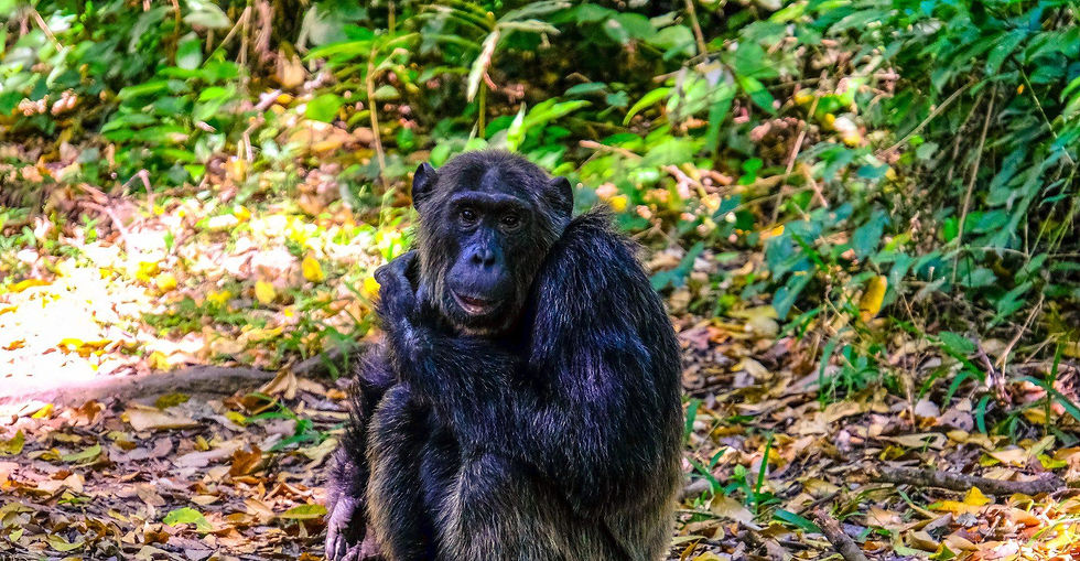 Chimpanzee sitting in the forest on a Uganda safari.