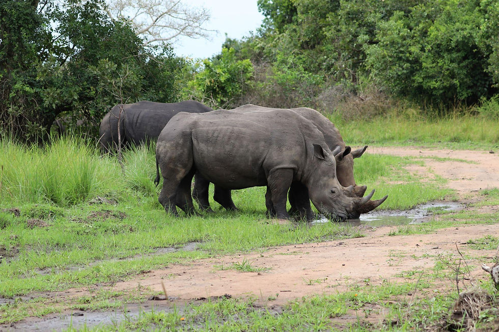 White rhinos grazing during a Uganda safari tour.
