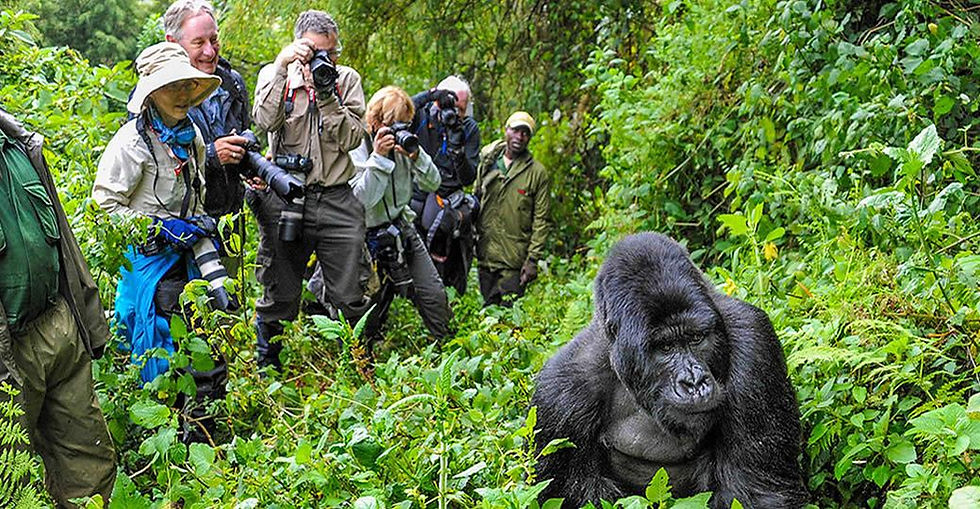Tourists photographing a mountain gorilla in Bwindi forest.