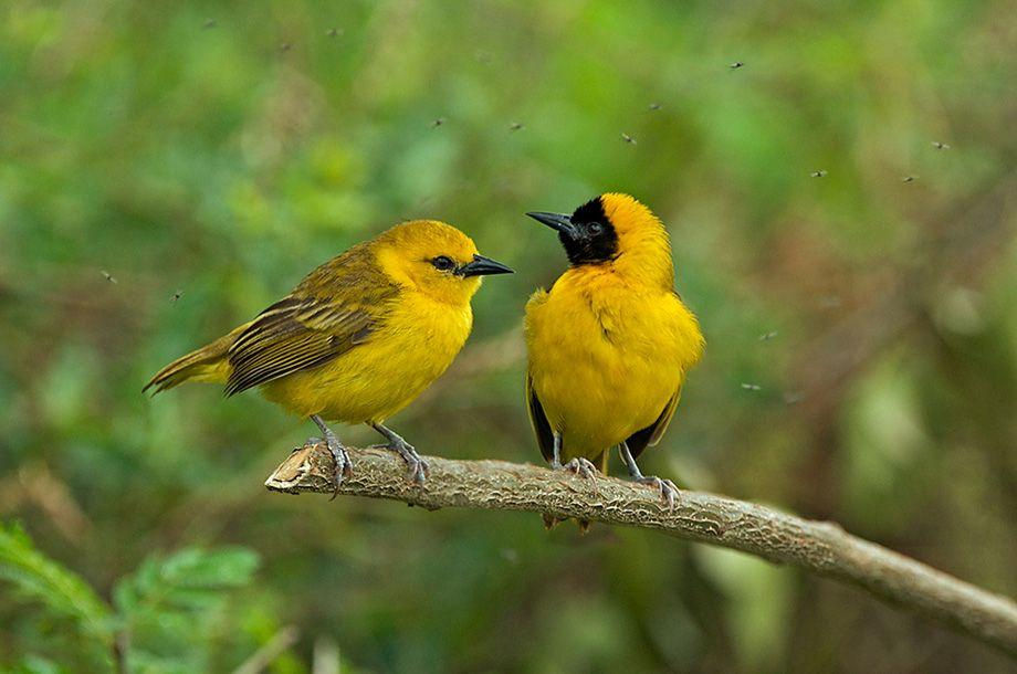 Two yellow weaver birds during a Uganda wildlife safari.