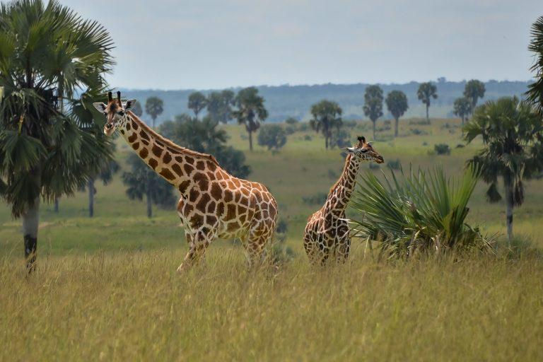 Two giraffes in the savanna during a Uganda Wildlife Safari.