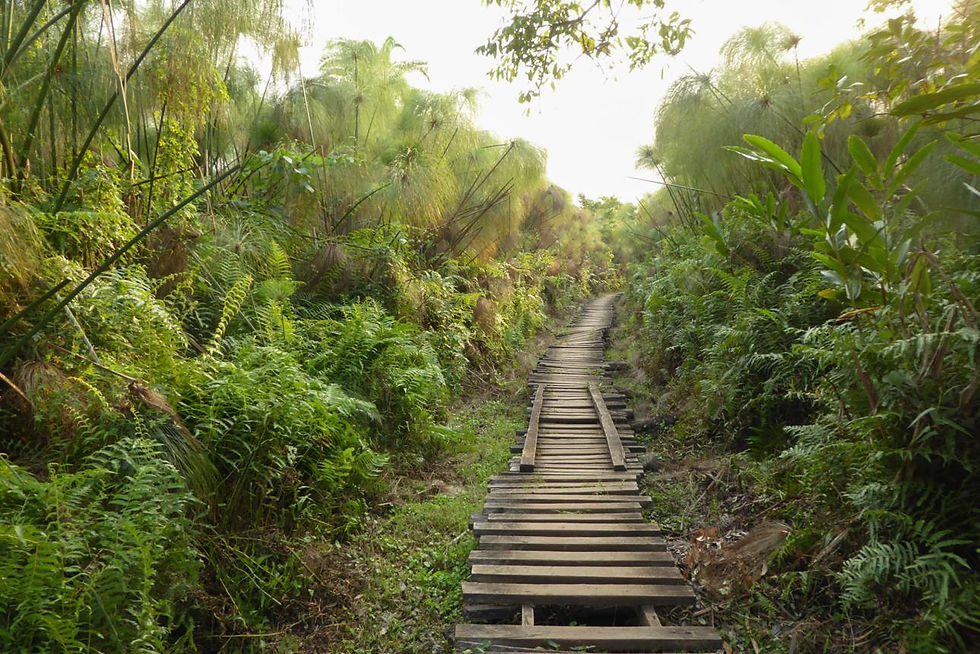 Wooden boardwalk trail on a Kibale Chimpanzee Tracking Safari
