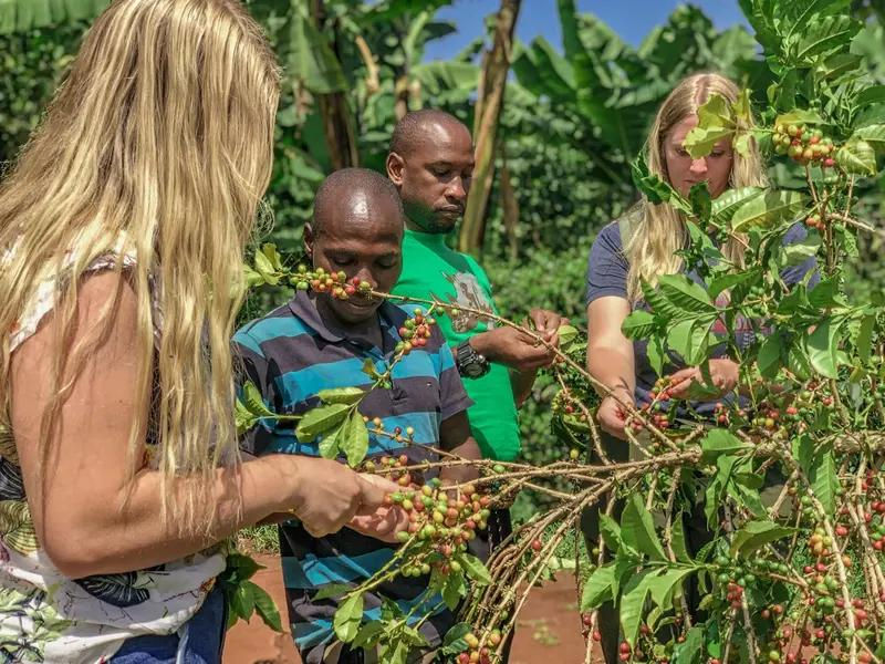 Tourists on a 3-Day Mount Elgon Adventure Safari visiting a coffee farm.